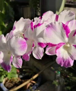 Ready to Flower Size Dendrobium Dragon White Pink Edge