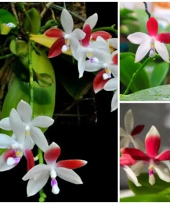 Phalaenopsis Tetraspis Red