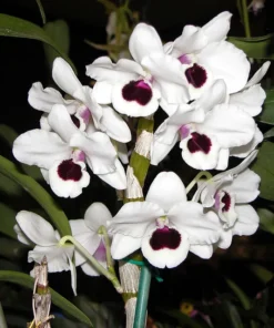 Ready to Flower Size Dendrobium Nobile White Red Lip