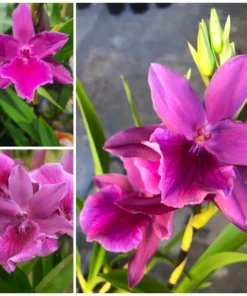 Miltonia Pink Blooming Size