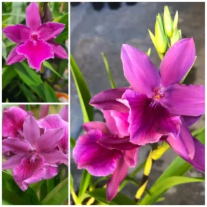 Miltonia Pink Blooming Size