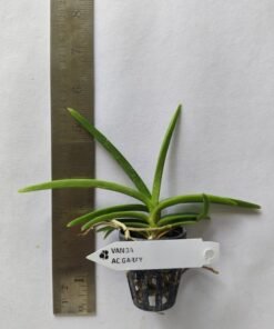 Alternative view of Ascocentrum Garayi Seedling