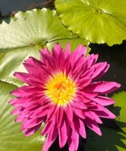 Bull's Eye Water Lily