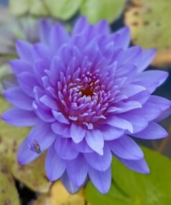 Eingnifa Water Lily