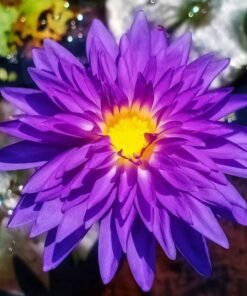 King of Siam Water Lily