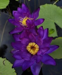 Taruntula Water Lily
