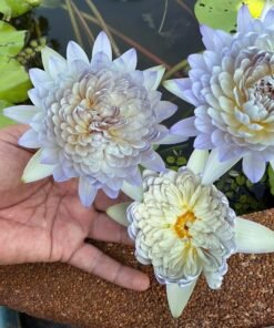 Thailand Creator Water Lily