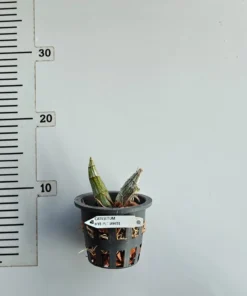 Alternative view of Catasetum Peliatum Alba(Plt White)