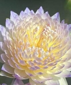 Kamolnate Water Lily