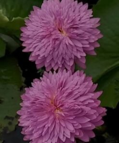 Chompupatra Water Lily