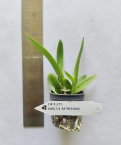 Alternative view of Cattleya Amorn Impressions Seedling