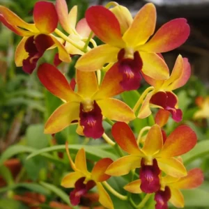 Brown yellow #332