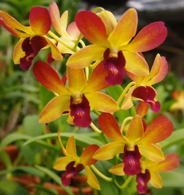 Brown yellow #332