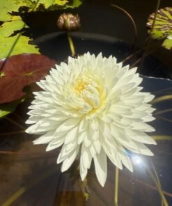 Chiffon Water Lily