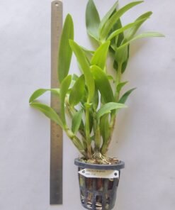 Alternative view of Ready to Flower Size Dendrobium Dragon White Pink Edge