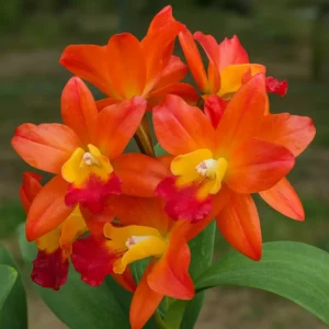 Calianthe Pleonpid Fantasy Blooming Size