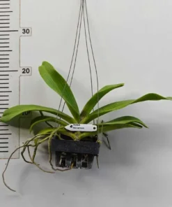 Alternative view of Blooming Size Rhynchostylis Cartoon Foxtail