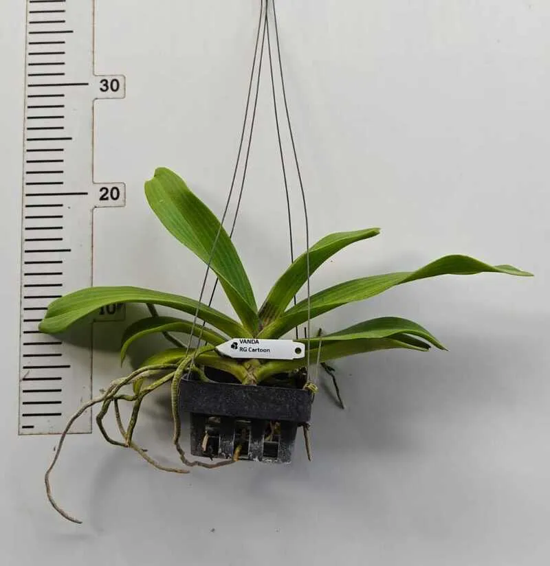 Blooming Size Rhynchostylis Cartoon Foxtail - Image 2