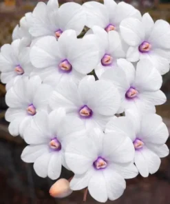 Mini White 3 Lips Seedlings