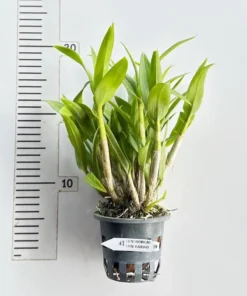 Alternative view of Mini Kaidao Compactum Blooming Size