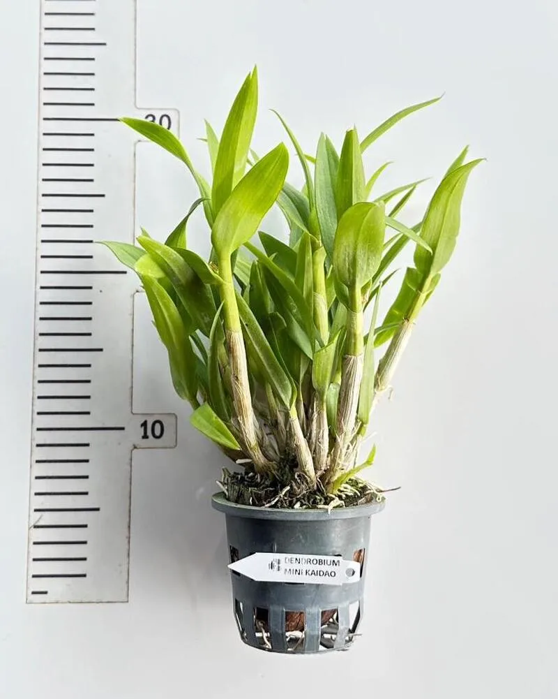 Mini Kaidao Compactum Blooming Size - Image 2