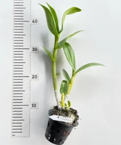 Alternative view of Ready to Flower Size Dendrobium Sonia White