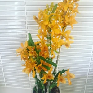 Nobile Yellow Doll Blooming Size