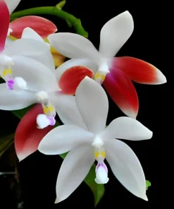 Phalaenopsis Tetraspis Red