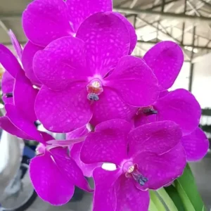 Ready to Flower Size Vanda Pink #449 - Big Size