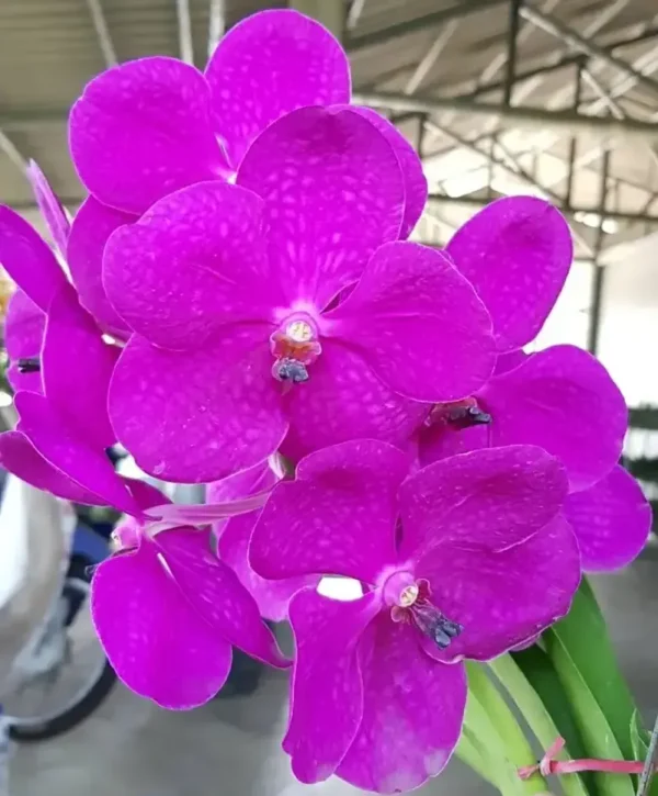 Ready to Flower Size Vanda Pink #449 - Big Size