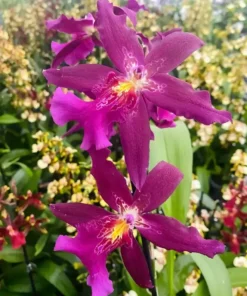 Marfitch Howard's Dream blooming size