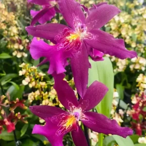 Marfitch Howard's Dream blooming size