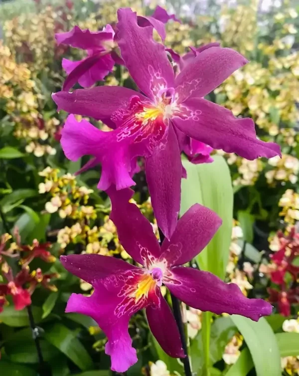 Marfitch Howard's Dream blooming size