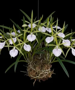 Cattleya Nakhon Pathom Bell Seedling