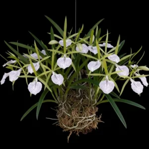 Cattleya Nakhon Pathom Bell Seedling