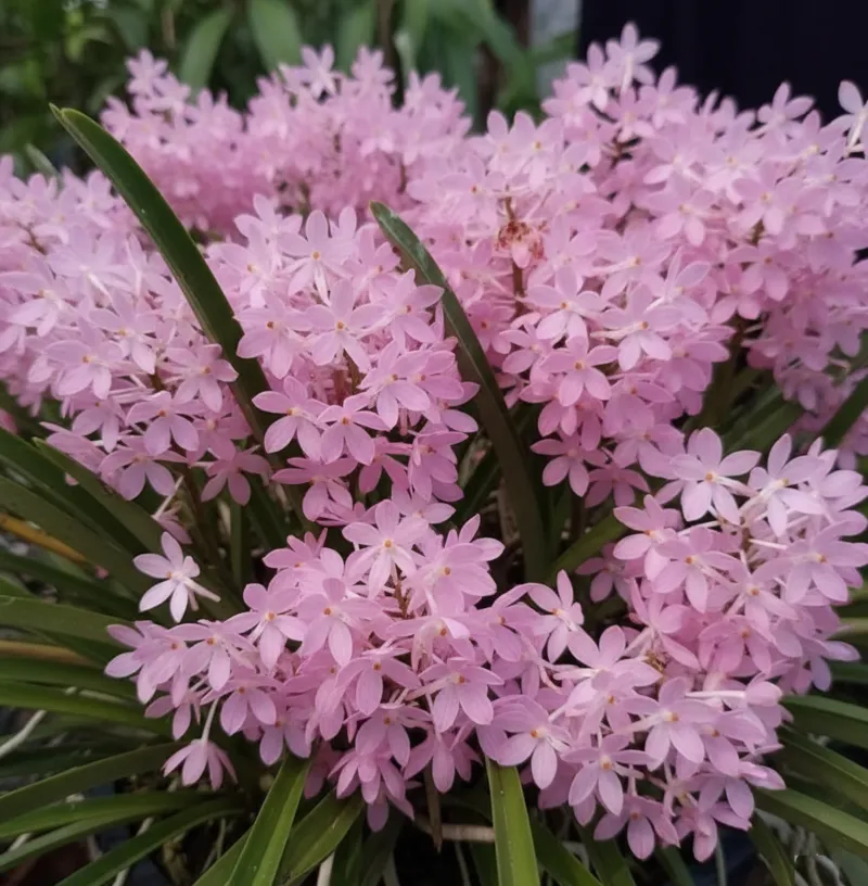Ascocentrum ampullacem pink(Ac Amp Pink)