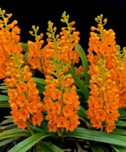 Ascocentrum Garayi Blooming Size