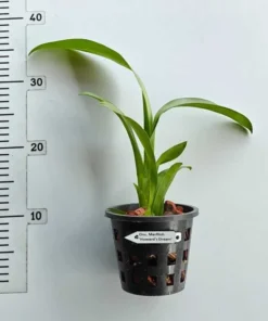 Alternative view of Marfitch Howard's Dream Blooming Size