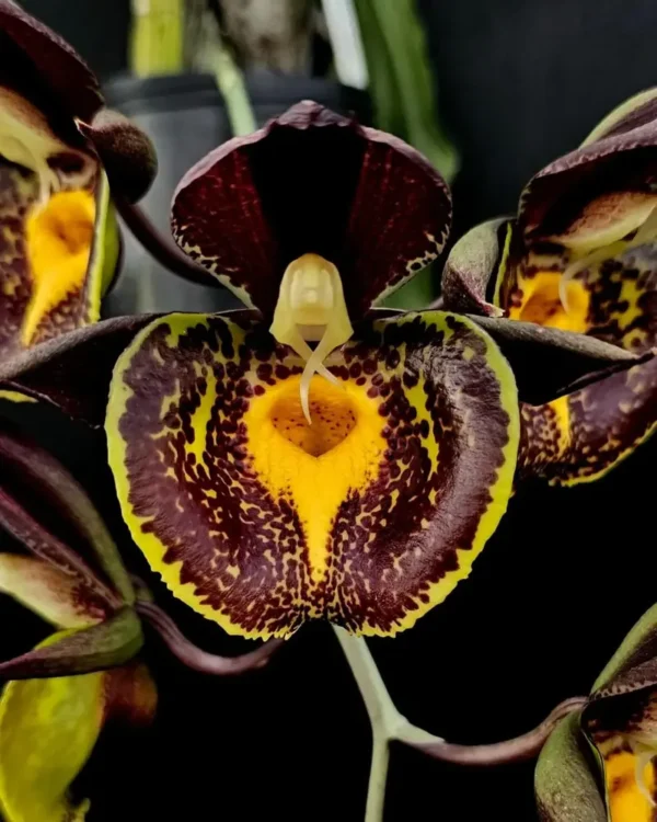 Catasetum Hybrid Gerhard Leiste Blooming Size