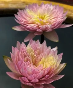 Naratip Water Lily