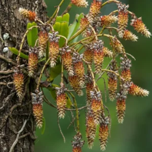 Cleisomeria Lanatum