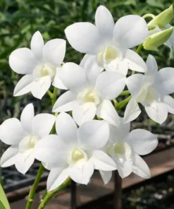 Matured Dendrobium Sonia White with Flowers or Buds