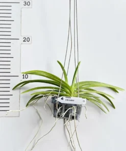 Alternative view of Ascocentrum Garayi Blooming Size