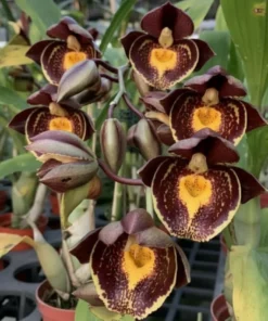 Catasetum Hybrid Gerhard Leiste Blooming Size