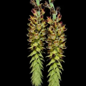 Cleisomeria Lanatum