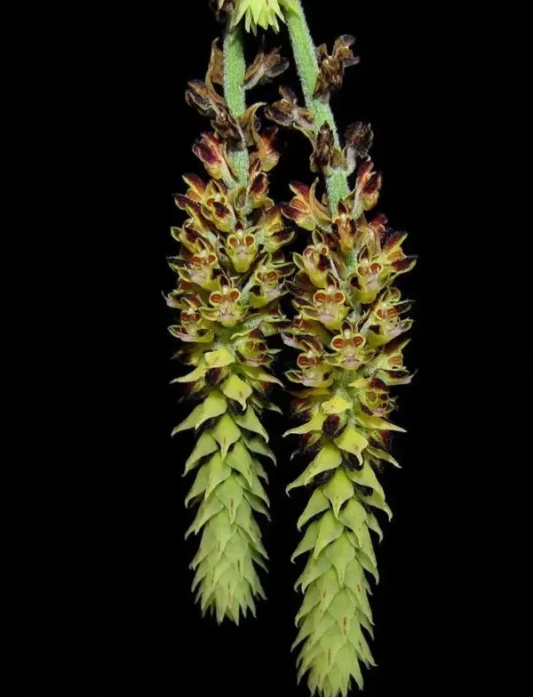 Cleisomeria Lanatum