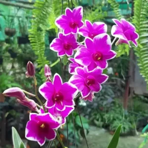 Mini Yaya Red Splash