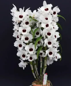 Ready to Flower Size Dendrobium Nobile White Red Lip