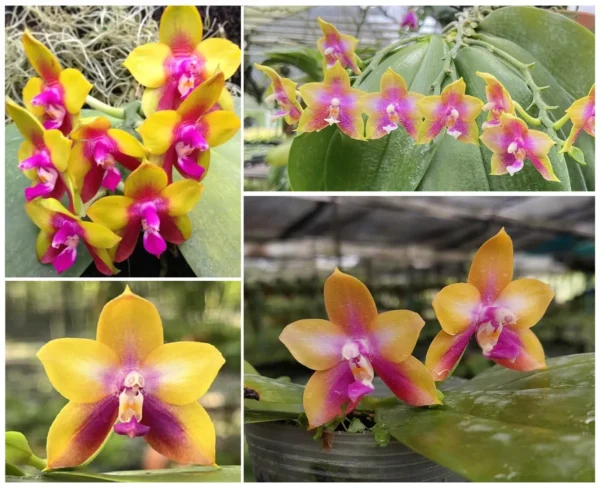 Phal Dragon Tree​ Eagle​ x Phal.[(Sogo Kaiulani x Bellina)​x Bellina]