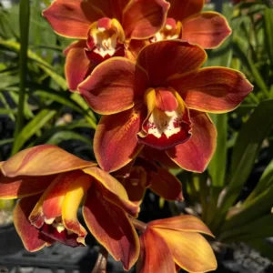 Cymbidium Brown Red Lip - Medium Size
